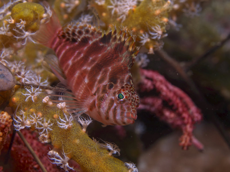 Canyons, Hawkfish